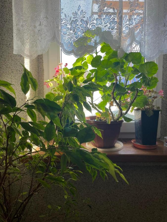 Agroturystyka Pensjonat Paula Muszyna Εξωτερικό φωτογραφία
